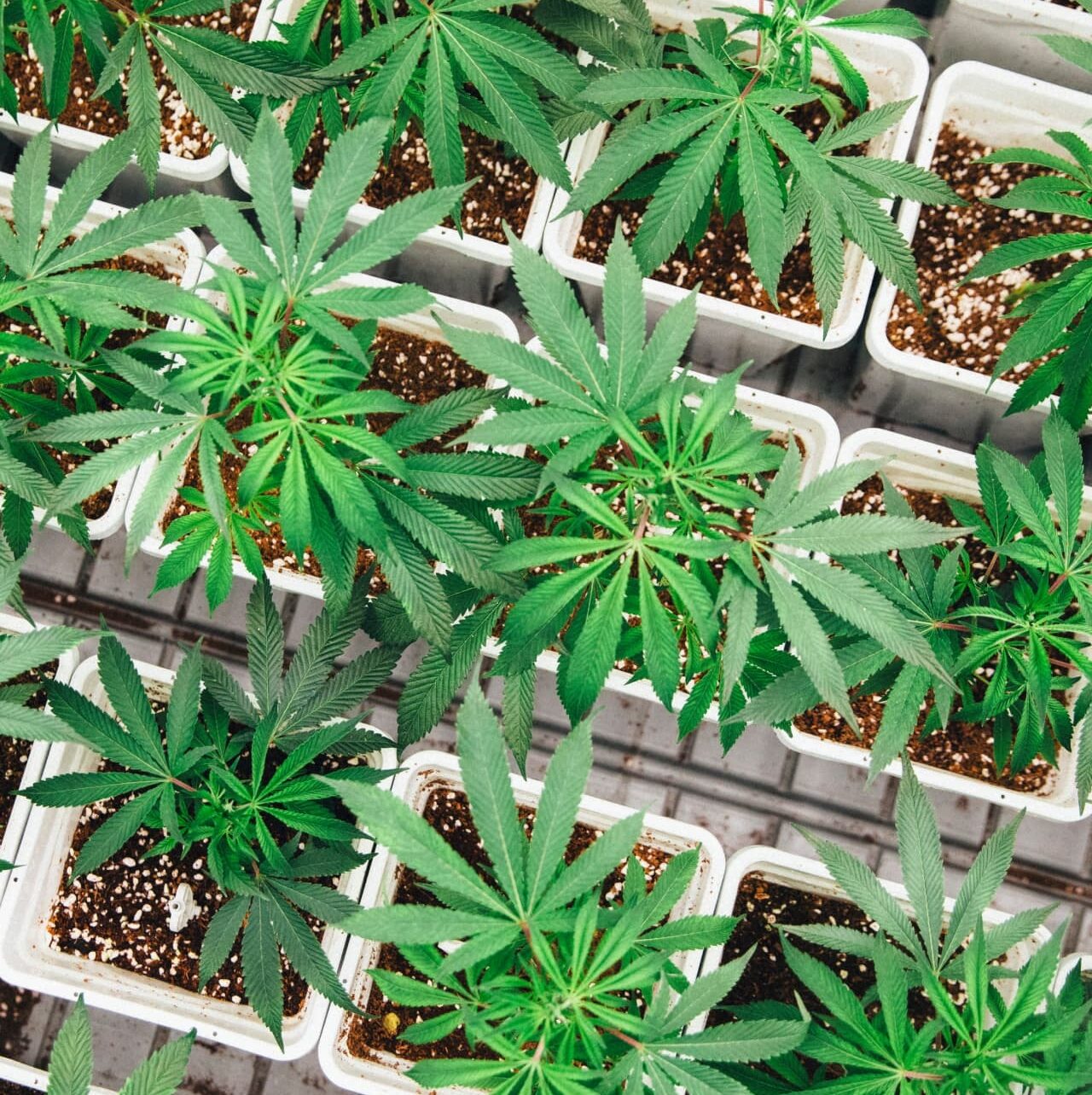 A top down photo of young cannabis plants in seedling pots.