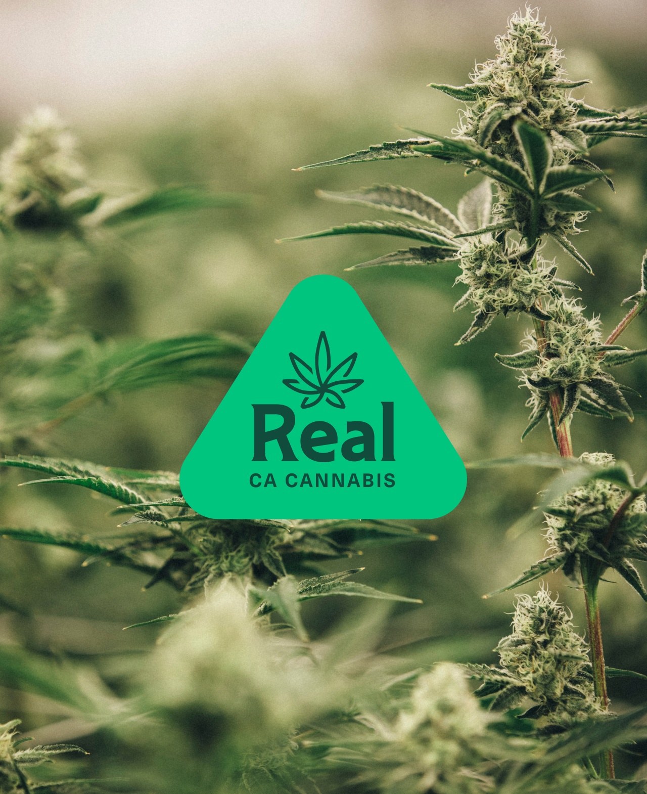 Closeup of a weed plan with the Real CA Cannabis logo on top in mint green.